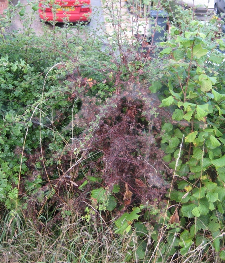 Hawthorn attacked by caterpillar